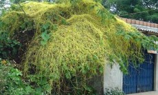 Tơ hồng vàng – Vị thuốc trị suy yếu chức năng sinh dục