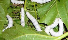 Con tằm chữa liệt dương