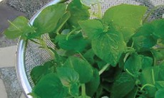 Rau càng cua- Món rau ngon, vị thuốc quý