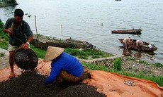 Làm giàu từ... ốc
