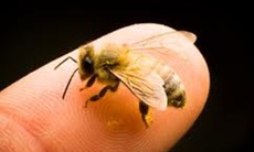 Sẩn ngứa do côn trùng đốt - Dùng thuốc gì?