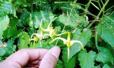 Dâm dương hoắc không chỉ bổ thận tráng dương...