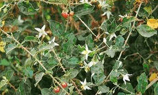Ðông y trị vẹo cổ