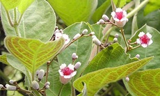Mơ lông chữa đau bụng, kiết lỵ