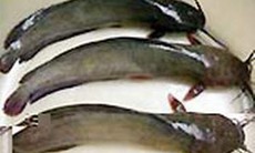 Cá trạch, cá trê - Bổ thận, sinh tinh