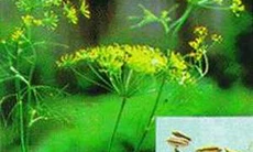 Tiểu hồi hương