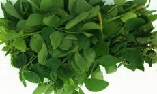 Rau ngót bổ huyết, thanh nhiệt tiêu viêm