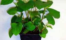 9 bài thuốc thanh nhiệt, giải độc từ diếp cá