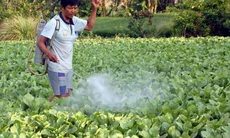Tự bảo vệ sức khỏe khỏi thuốc bảo vệ thực vật
