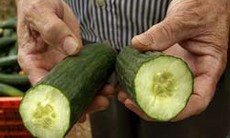 Dưa chuột Tây Ban Nha được minh oan trong vụ việc E.coli 