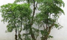 8 bài thuốc trị chứng vàng da
