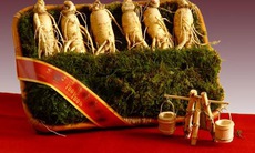 Những trường hợp không được dùng nhân sâm