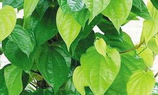Khử mùi hôi nách bằng bài thuốc Đông y
