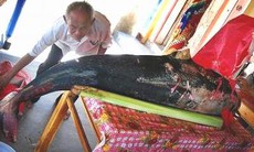 Những người làm bạn với cá heo 