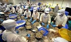 WTO xử Việt Nam thắng Mỹ trong vụ kiện tôm