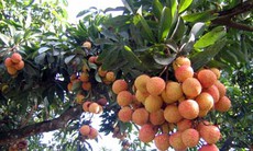 Vải - bổ máu, dưỡng nhan sắc
