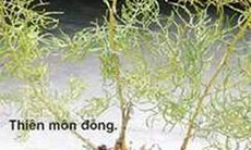 Thiên môn đông tư âm bổ phế