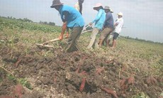Thuê đất trồng khoai - Chuyện đáng ngờ ?