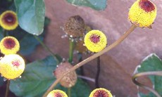 Các bài thuốc trị đau nhức răng