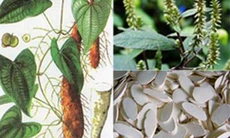 Hoài sơn kiện tỳ, ích khí