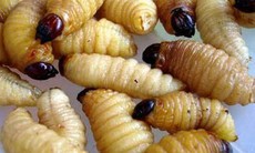 Thuốc từ con nhộng