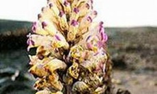 Món ăn thuốc hỗ trợ điều trị vô sinh nam