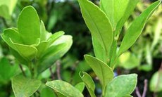 Vị thuốc từ lá chanh
