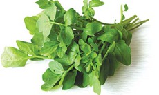 Cải xoong - vị thuốc ngừa ung thư vú, phụ trị đái tháo đường