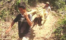 “Vỡ mật” vì cây mật nhân