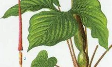 Bán hạ nam giải độc, chống ho
