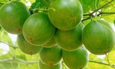 9 bài thuốc chữa bệnh khàn tiếng