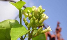 Lá giang - Vị thuốc lợi tiểu, tiêu thũng