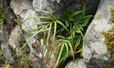 Cây seo gà chữa kiết lỵ