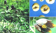 Bài thuốc trị áp-xe tuyến vú