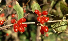 Bài thuốc trị loãng xương
