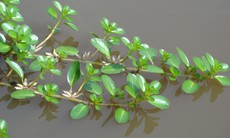 Rau dừa nước trị viêm đường tiết niệu