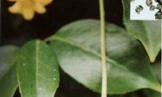 Ngũ vị tử, Vị thuốc trị chứng phế hư