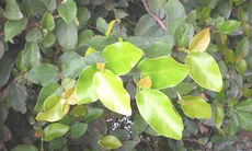 Cây trâu cổ làm thuốc