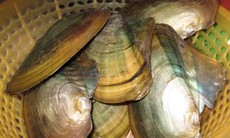 Thịt trai chữa phiền nhiệt, háo khát