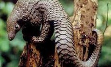 Bài thuốc trị viêm mào tinh hoàn