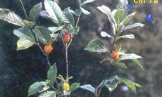 Sơn chi tử 