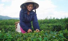 Chuyện những người mẹ đơn thân trên đồi chè