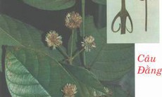 Câu đằng trị tăng huyết áp