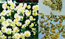 Bài thuốc trị viêm phế quản