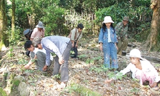 Dược liệu Việt Nam nguy cơ cạn kiệt