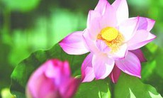 “Việt Nam, số phận hoa sen”