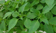 10 bài thuốc giúp trị bệnh sởi