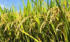 Thuốc từ mầm lúa mạch