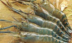 Tôm càng - Món ăn ngon, vị thuốc quý