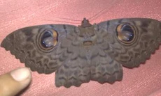 Bướm mặt người báo oán hay chuyện nhảm?